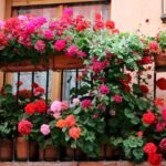flores-urbanas-Flores-em-Vasos-Guia-Pratico-para-Comecar-do-Zero-