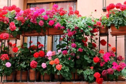 flores-urbanas-Flores-em-Vasos-Guia-Pratico-para-Comecar-do-Zero-