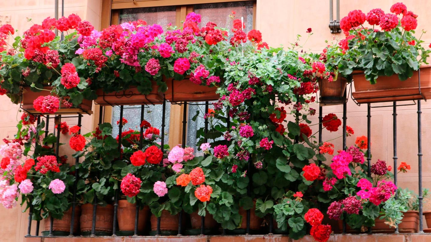 flores-urbanas-Flores-em-Vasos-Guia-Pratico-para-Comecar-do-Zero-