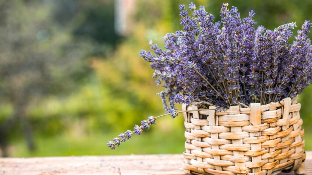 Lavanda