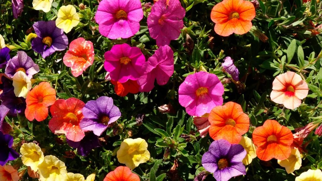 petunia