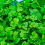 Quer saber como plantar coentro com estilo aí na sua varanda? Te mostramos o passo a passo fácil, cheio de charme e sem frescura pra ter tempero fresco sempre à mão.