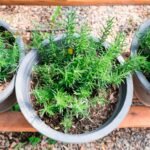 Descubra como cultivar alecrim em apartamento e levar o aroma dos campos para o coração da cidade. Dicas práticas, estilizadas e urbanas pra quem quer mais verde na rotina.