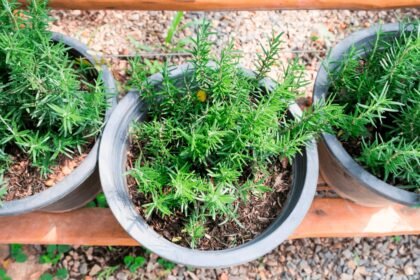 Descubra como cultivar alecrim em apartamento e levar o aroma dos campos para o coração da cidade. Dicas práticas, estilizadas e urbanas pra quem quer mais verde na rotina.