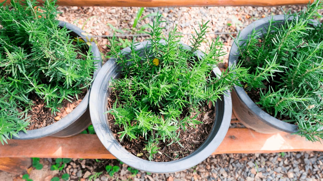 Descubra como cultivar alecrim em apartamento e levar o aroma dos campos para o coração da cidade. Dicas práticas, estilizadas e urbanas pra quem quer mais verde na rotina.