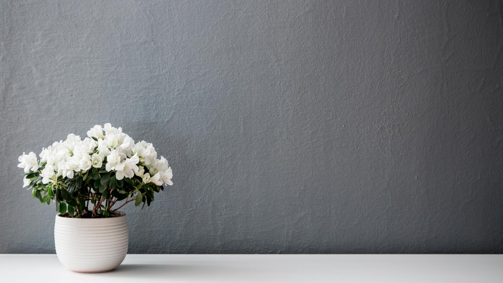 14 Dicas para Fazer Suas Flores Durarem Mais no Vaso
