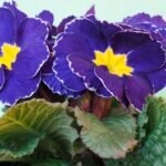 Como Cuidar de Flores em Apartamento sem Jardinagem Profissional