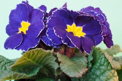 Como Cuidar de Flores em Apartamento sem Jardinagem Profissional
