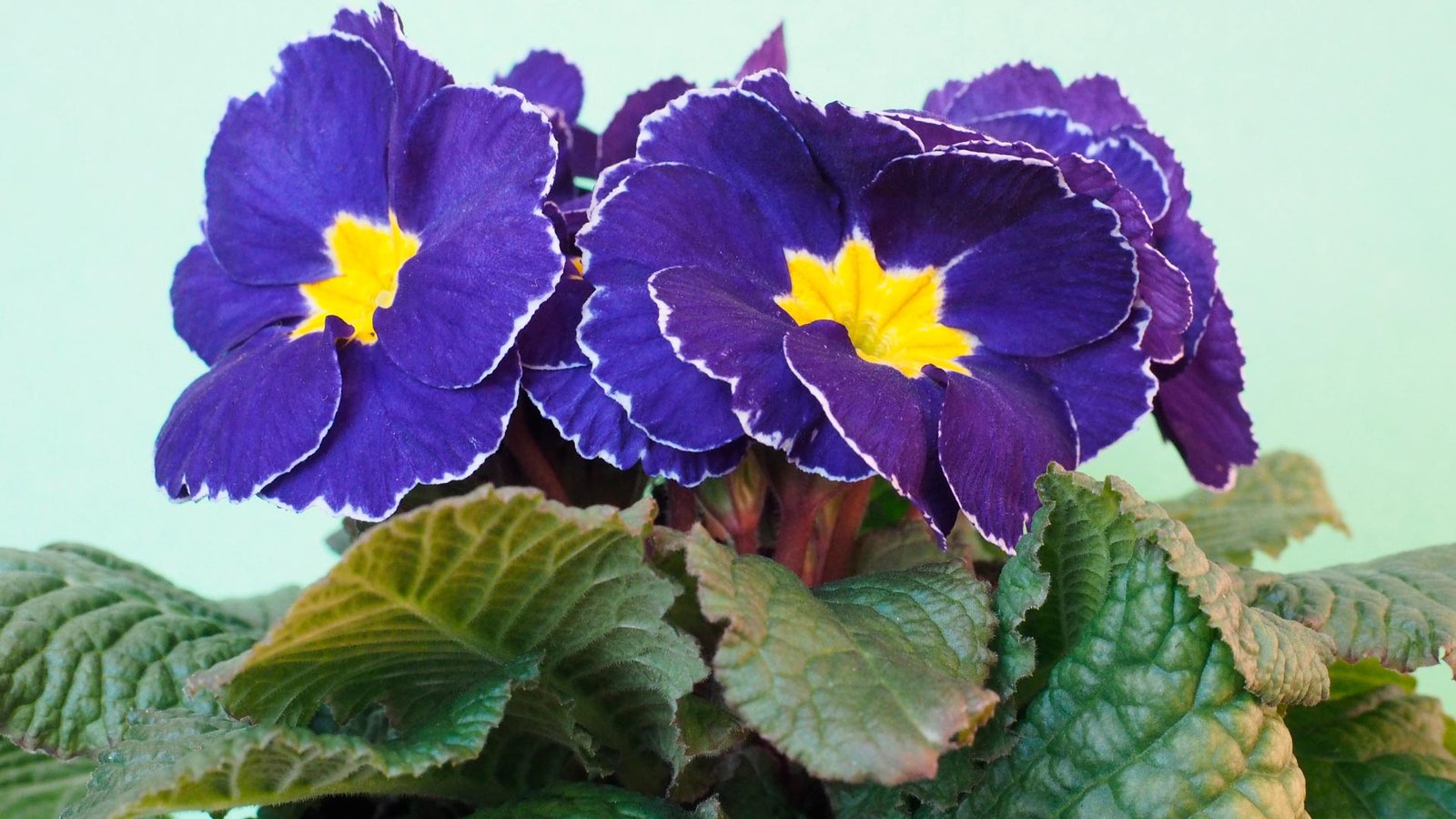 Como Cuidar de Flores em Apartamento sem Jardinagem Profissional