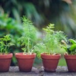 Como Cultivar Ervas e Temperos em Casa: Guia Completo