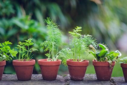 Como Cultivar Ervas e Temperos em Casa: Guia Completo