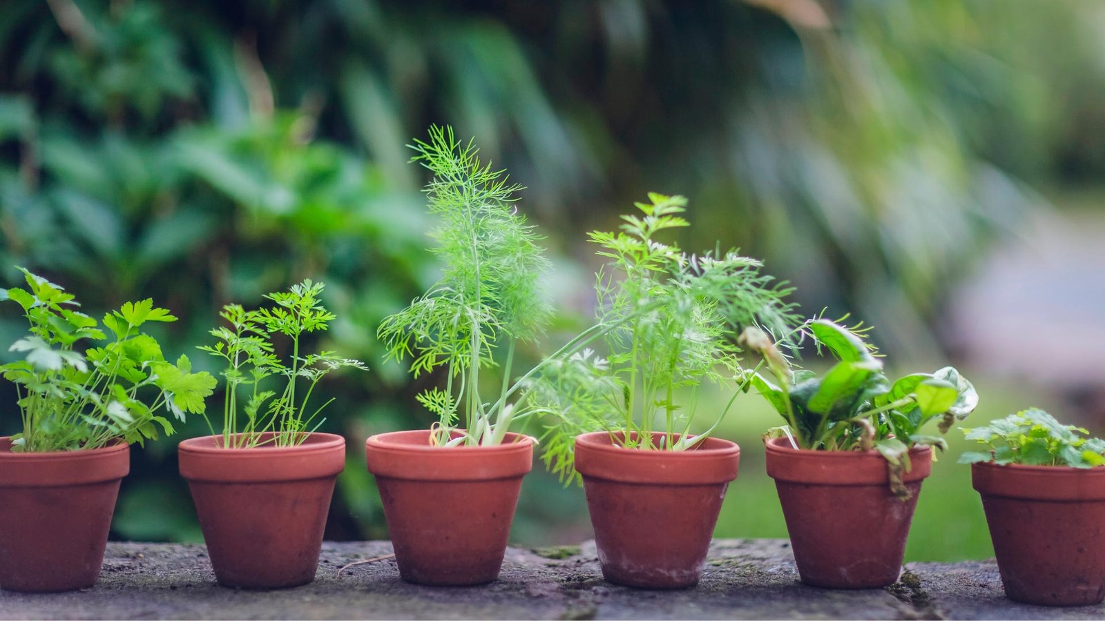 Como Cultivar Ervas e Temperos em Casa: Guia Completo