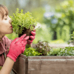 Como Cultivar Temperos Dentro de Casa Sem Sujeira Quem mora em apartamento sabe: a vontade de ter uma horta caseira bate, mas a bagunça que a terra pode fazer desanima. A boa notícia é que dá, sim, pra cultivar temperos fresquinhos sem transformar sua casa num canteiro de obra. Seja na bancada da cozin