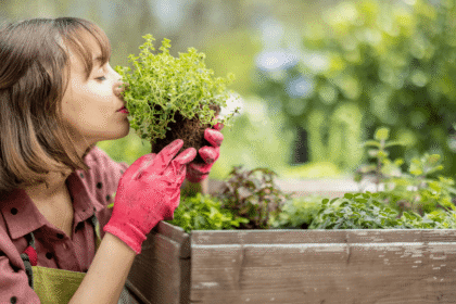 Como Cultivar Temperos Dentro de Casa Sem Sujeira Quem mora em apartamento sabe: a vontade de ter uma horta caseira bate, mas a bagunça que a terra pode fazer desanima. A boa notícia é que dá, sim, pra cultivar temperos fresquinhos sem transformar sua casa num canteiro de obra. Seja na bancada da cozin