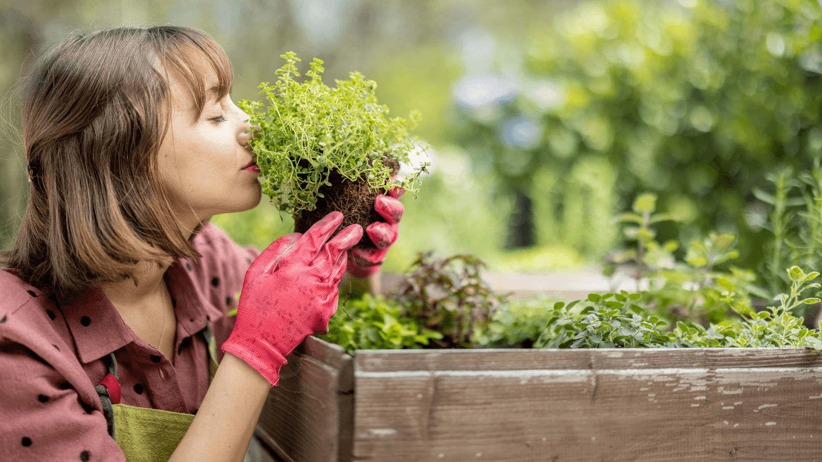 Como Cultivar Temperos Dentro de Casa Sem Sujeira Quem mora em apartamento sabe: a vontade de ter uma horta caseira bate, mas a bagunça que a terra pode fazer desanima. A boa notícia é que dá, sim, pra cultivar temperos fresquinhos sem transformar sua casa num canteiro de obra. Seja na bancada da cozin
