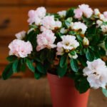 Como Fazer Suas Flores Florescerem Dentro de Casa