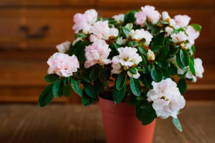 Como Fazer Suas Flores Florescerem Dentro de Casa