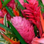 Flores Tropicais em Vasos: É Possível Cultivar em Casa?