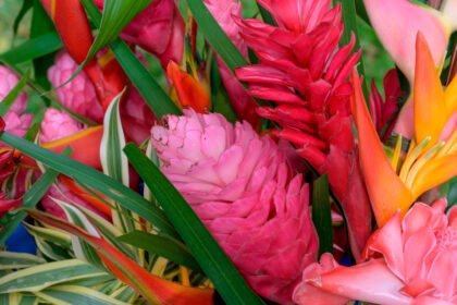 Flores Tropicais em Vasos: É Possível Cultivar em Casa?