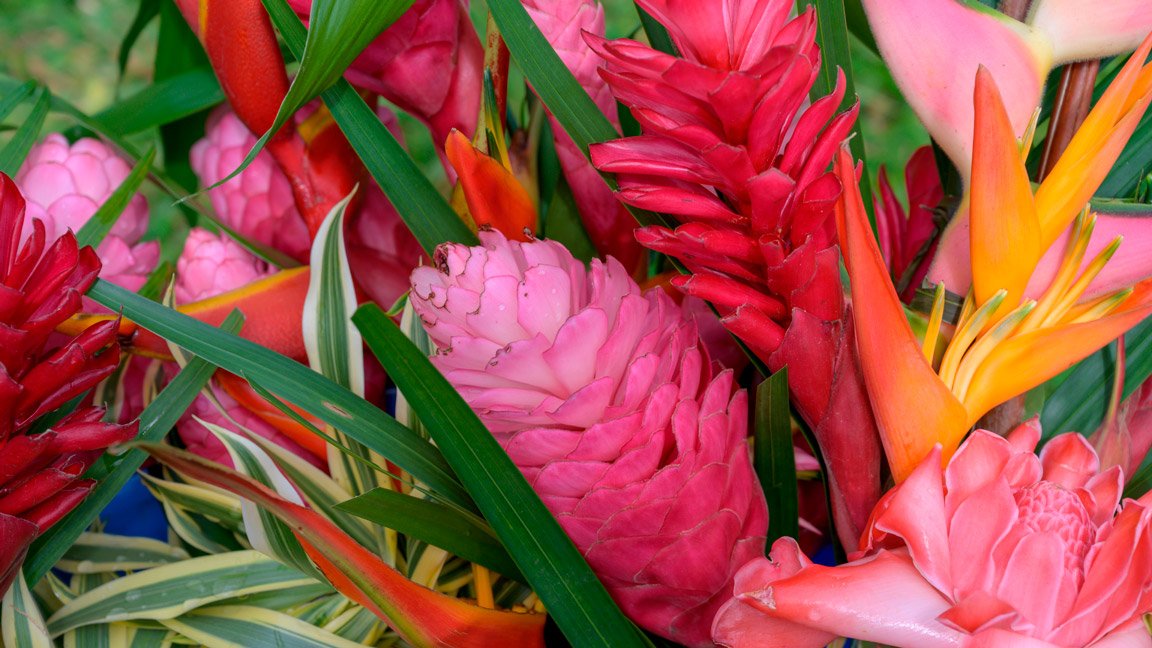Flores Tropicais em Vasos: É Possível Cultivar em Casa?