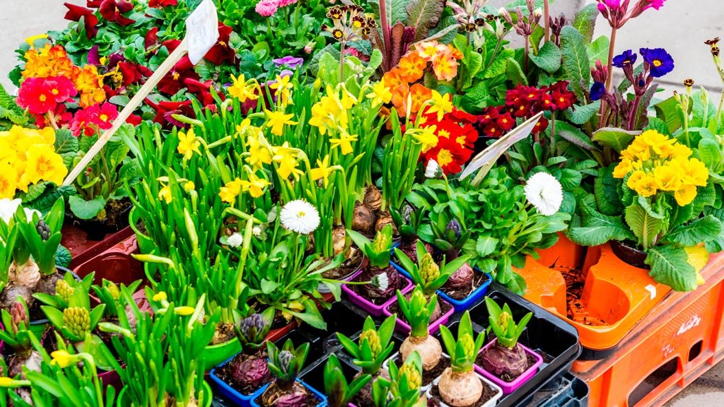 Transforme seu apartamento em um ambiente perfumado e acolhedor com flores aromáticas. Descubra as melhores flores para cultivar em casa e dicas para espalhar frescor e estilo por todo o espaço. Aromatize seu apê de maneira natural e charmosa!