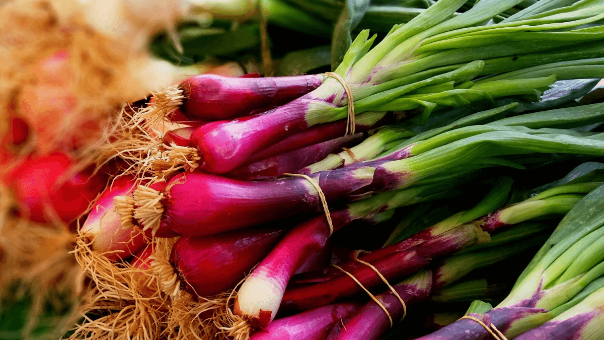 Horta com Reaproveitamento: Como Plantar a Parte Que Sobra do Supermercado