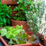 Passo a Passo: Cultivando Temperos Orgânicos na Cidade