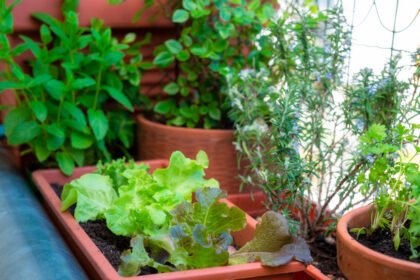 Passo a Passo: Cultivando Temperos Orgânicos na Cidade