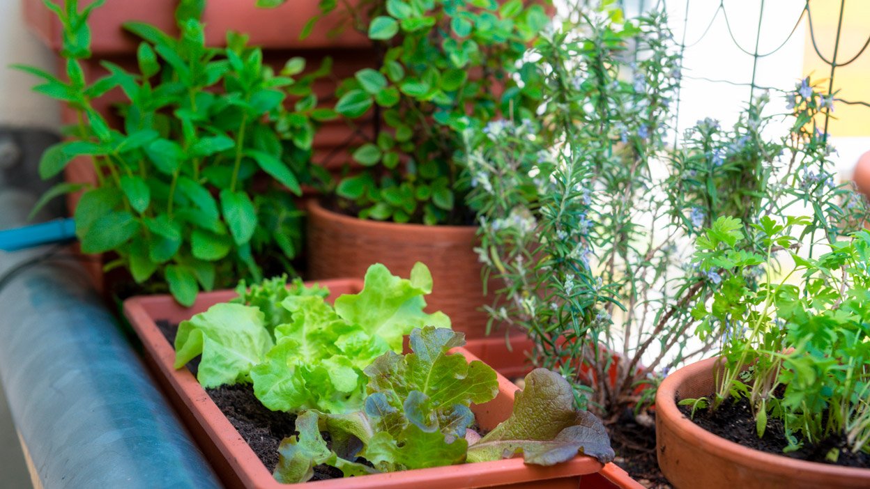Passo a Passo: Cultivando Temperos Orgânicos na Cidade