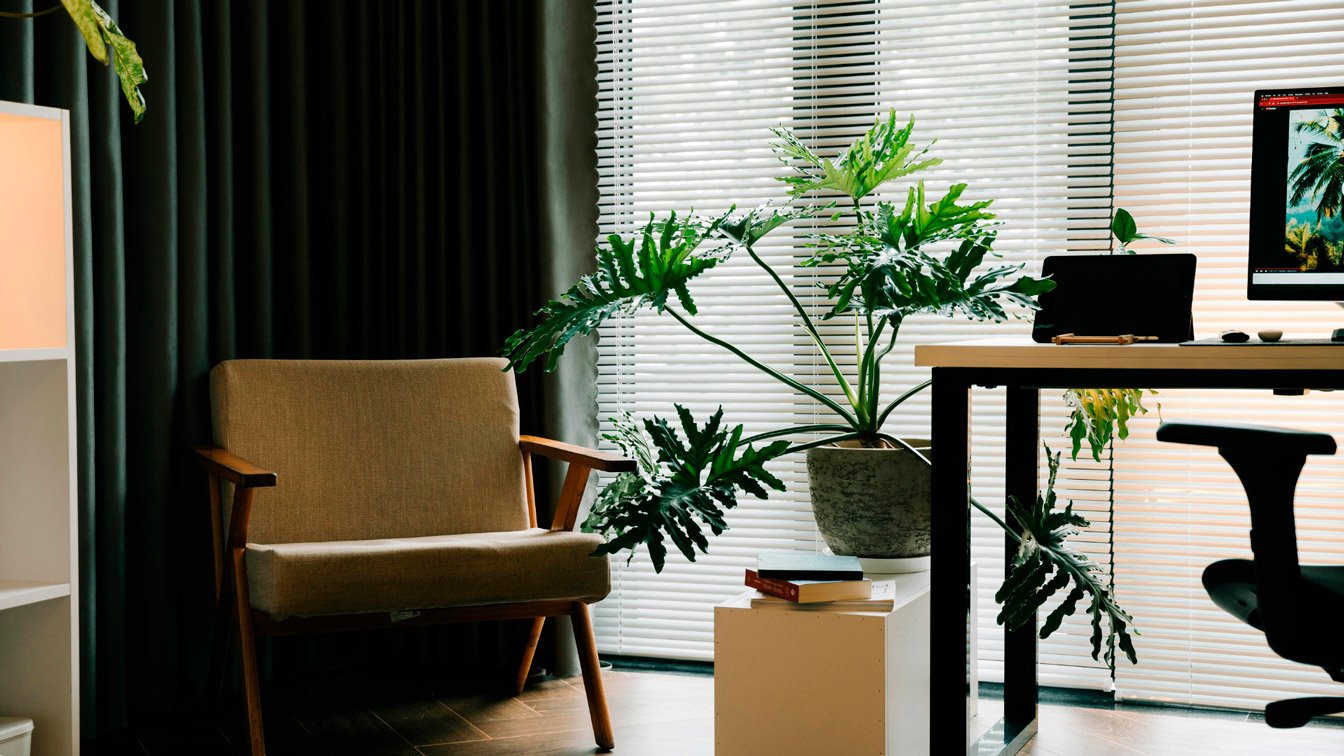Plantas na Sala: Como Criar Ambientes Confortáveis e Naturais