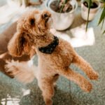 Plantas no Quartinho dos Bichos: Como Decorar o Espaço dos Pets
