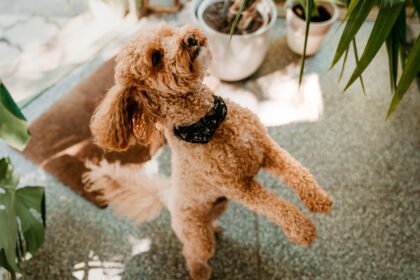 Plantas no Quartinho dos Bichos: Como Decorar o Espaço dos Pets