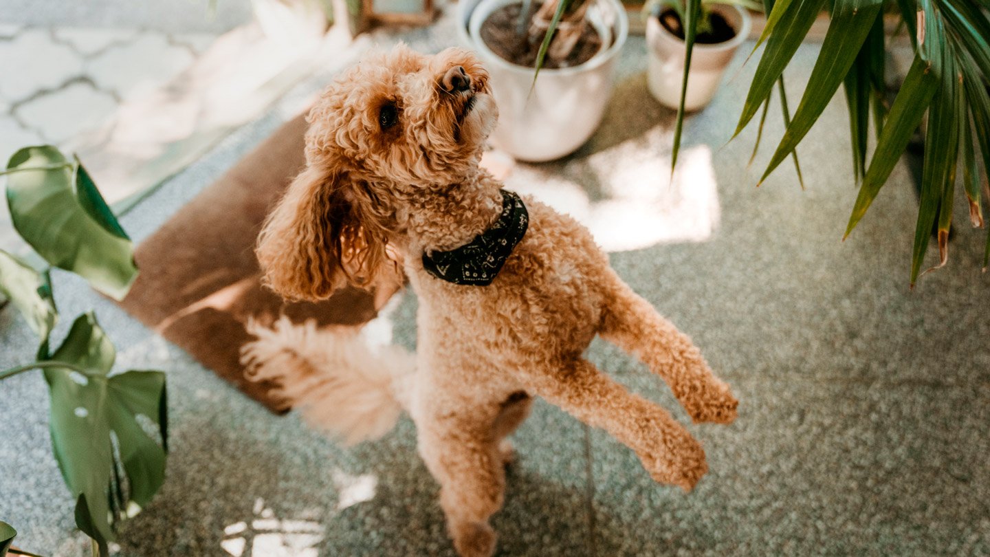 Plantas no Quartinho dos Bichos: Como Decorar o Espaço dos Pets