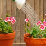 Regando com Estilo: Técnicas Modernas para Cuidar das Flores