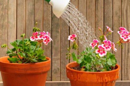 Regando com Estilo: Técnicas Modernas para Cuidar das Flores