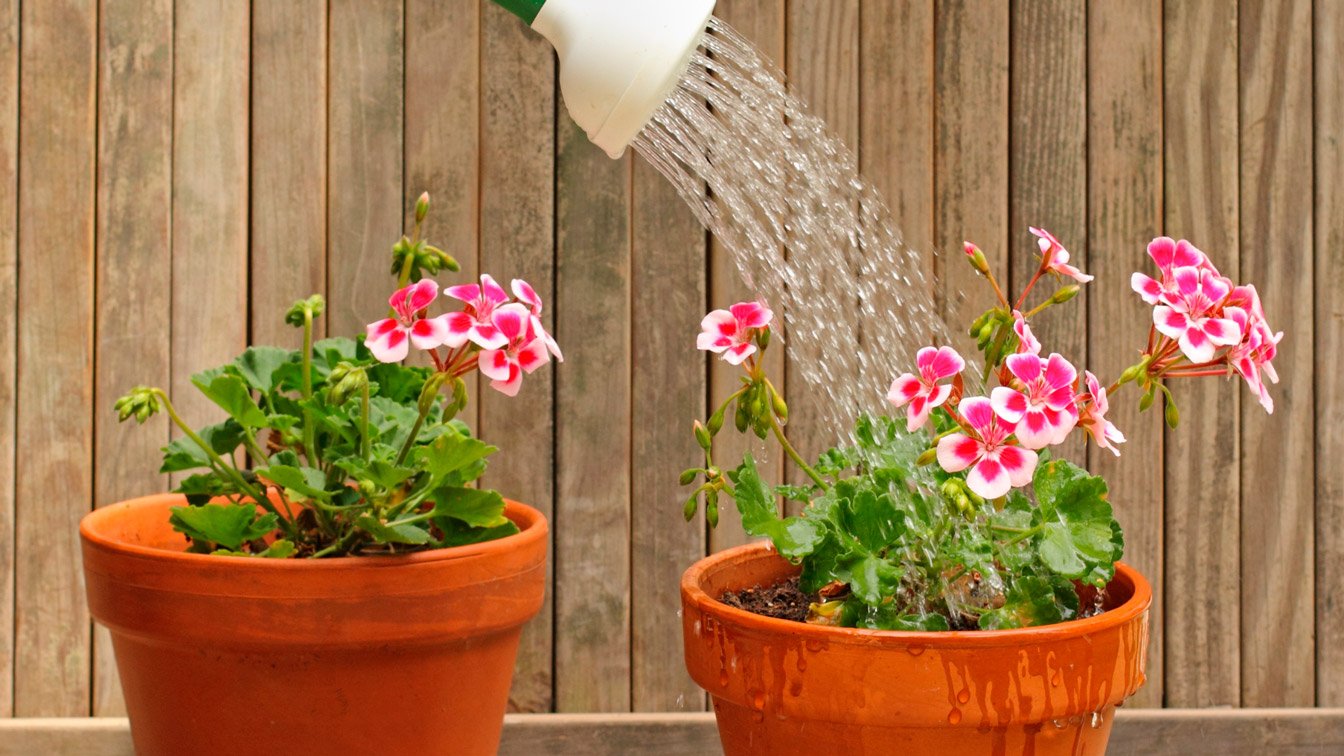 Regando com Estilo: Técnicas Modernas para Cuidar das Flores