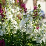 Sol ou Sombra? Onde Deixar Suas Flores em Vasos na Cidade