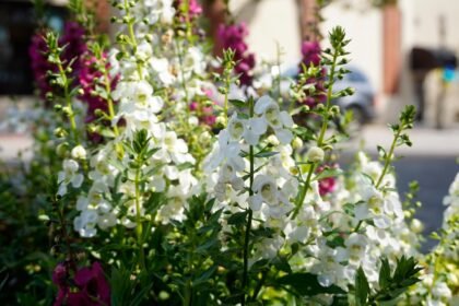 Sol ou Sombra? Onde Deixar Suas Flores em Vasos na Cidade