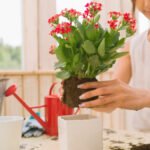 Top 5 Erros de Quem Começa com Flores em Vasos
