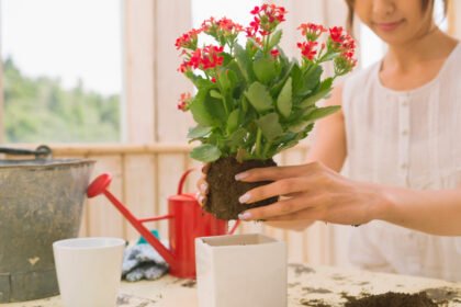 Top 5 Erros de Quem Começa com Flores em Vasos