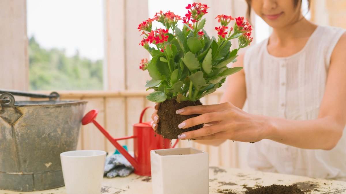 Top 5 Erros de Quem Começa com Flores em Vasos