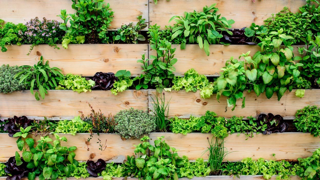 jardim vertical 30 FAQ