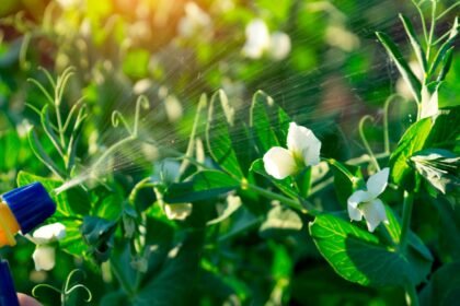 Aprenda como evitar que pragas invadam suas flores em vasos! Descubra as melhores práticas de prevenção e controle para manter suas plantas saudáveis e longe de danos.