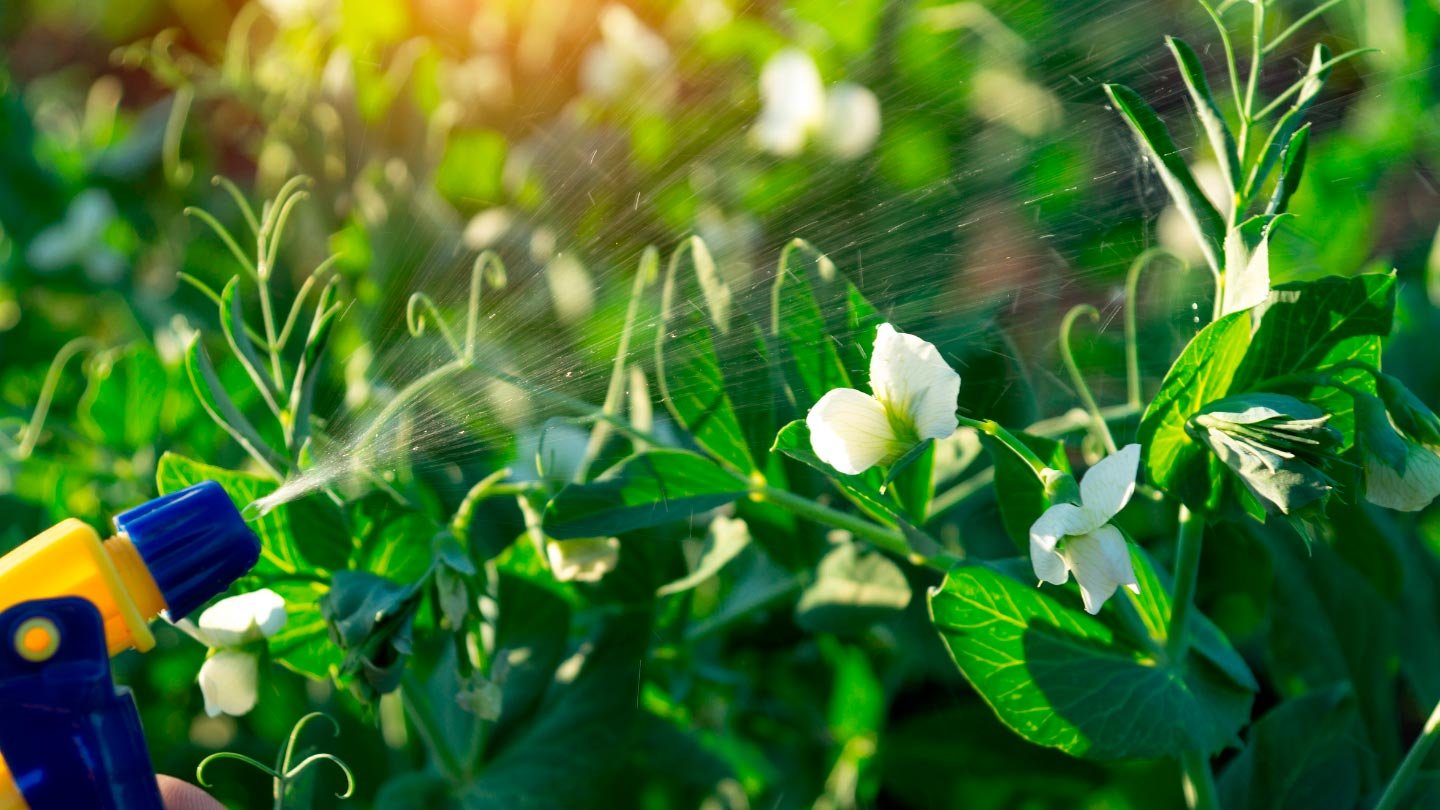 Aprenda como evitar que pragas invadam suas flores em vasos! Descubra as melhores práticas de prevenção e controle para manter suas plantas saudáveis e longe de danos.