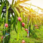 Como Plantar Pitaya: