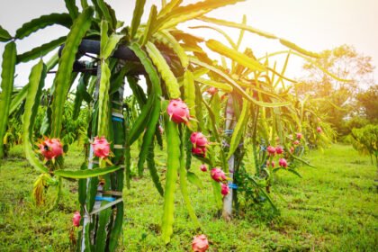 Como Plantar Pitaya: