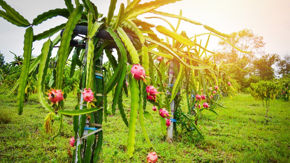 Como Plantar Pitaya: