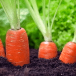 Como plantar cenoura, outras hortaliças, frutas mais 28 alimentos