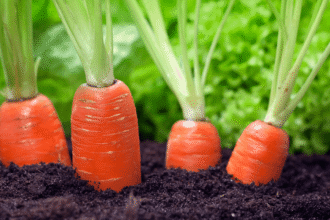 Como plantar cenoura, outras hortaliças, frutas mais 28 alimentos