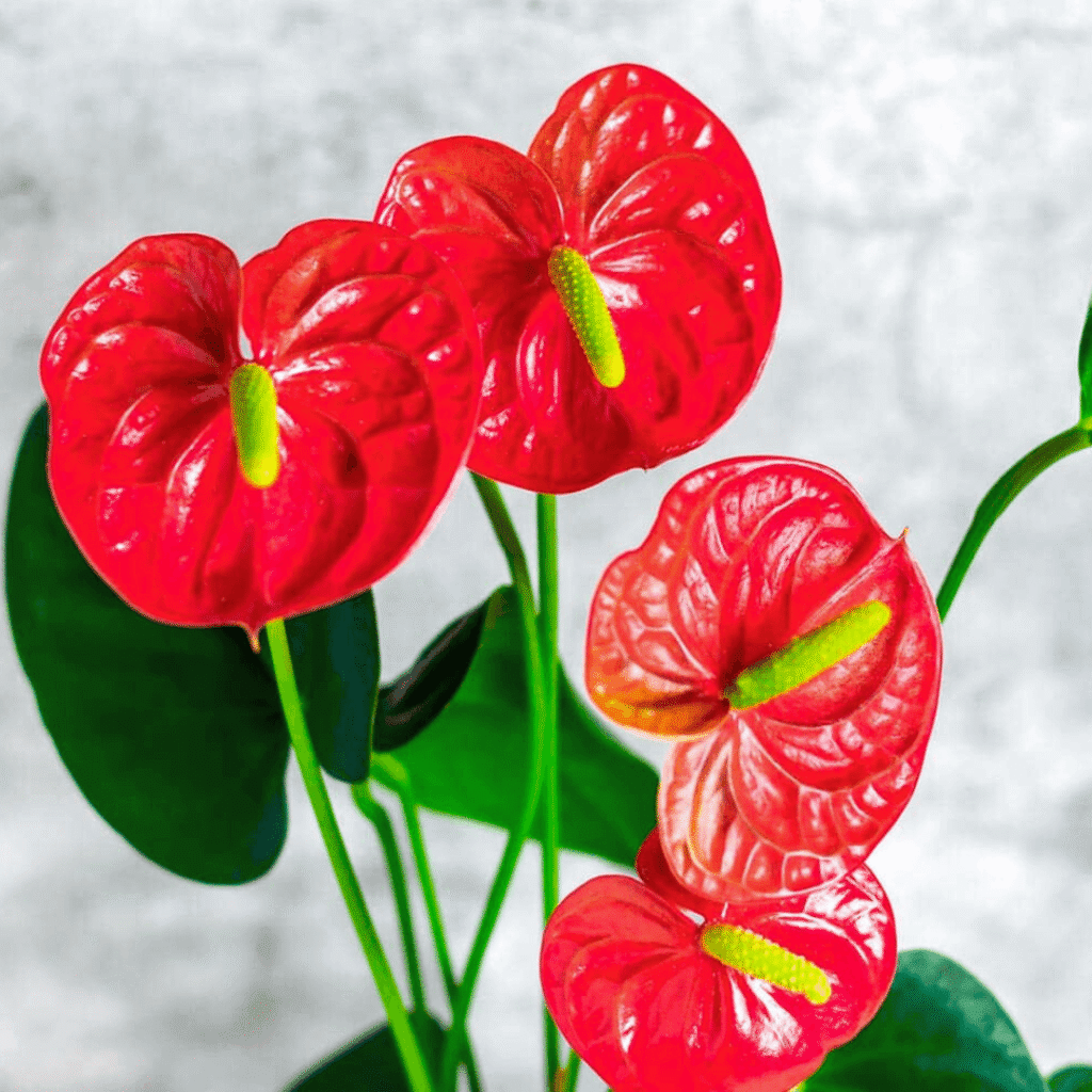 Antúrio (Anthurium andraeanum)